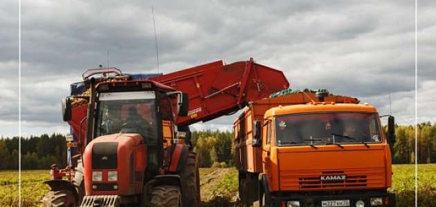 В 2022 году Тюменская область заняла 2 место по урожайности овощей в России.